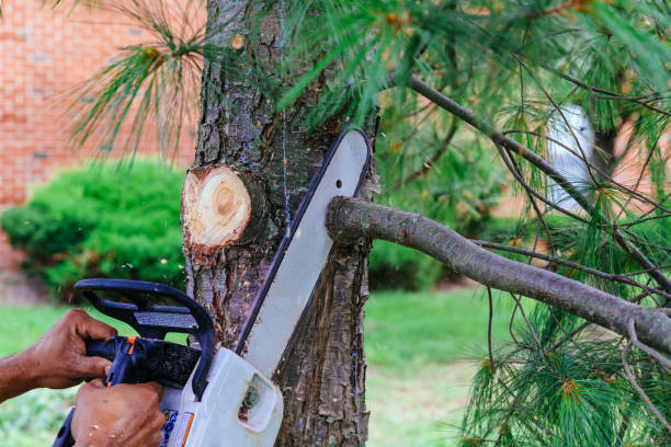 Tree Root Removal in Springerville, AZ